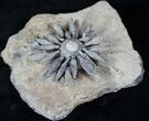 Impressive Reboulicidaris Urchin Fossil - #13903-2